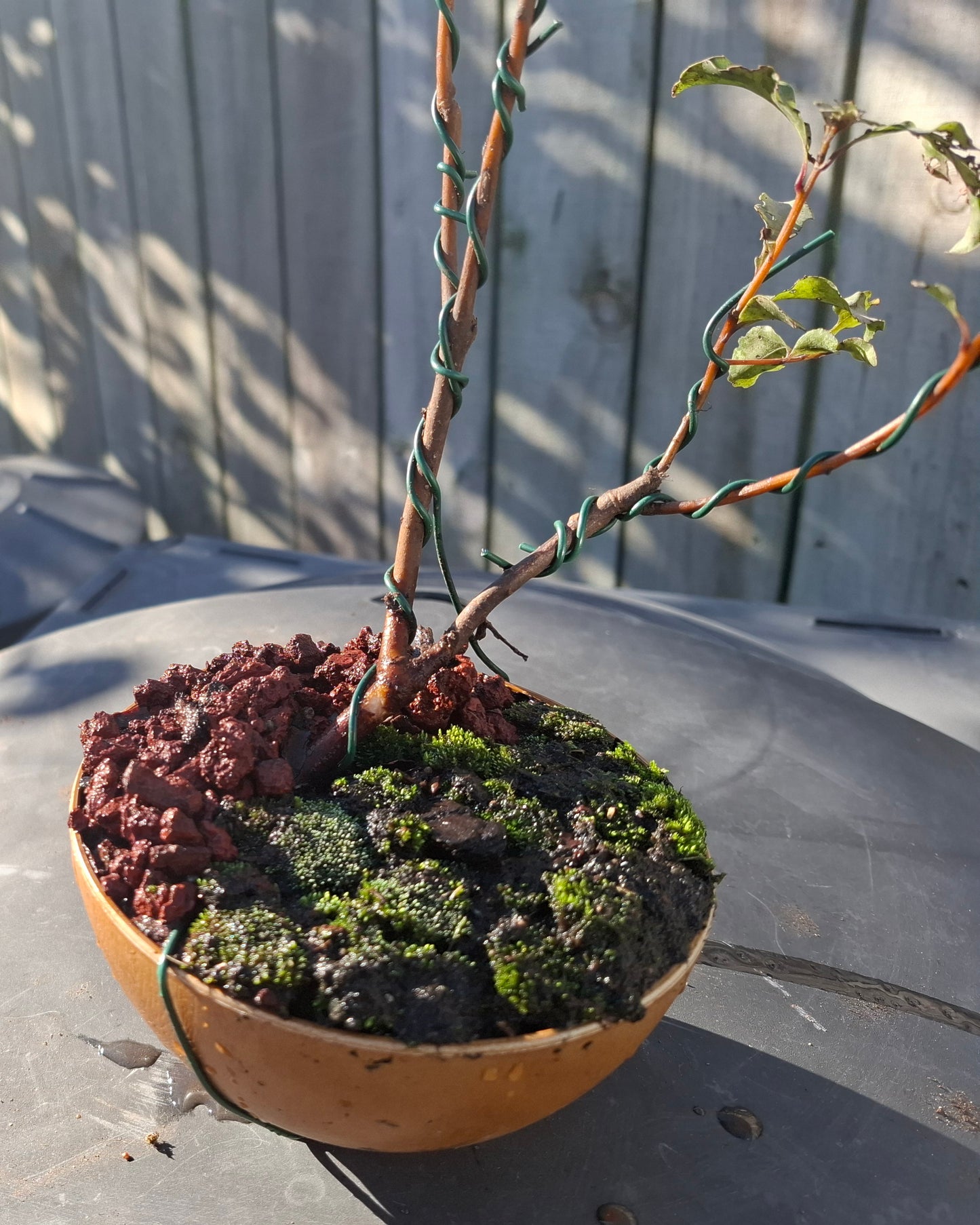 🌿 Dual Trunk Tarata - Literati Style Bonsai 🏯