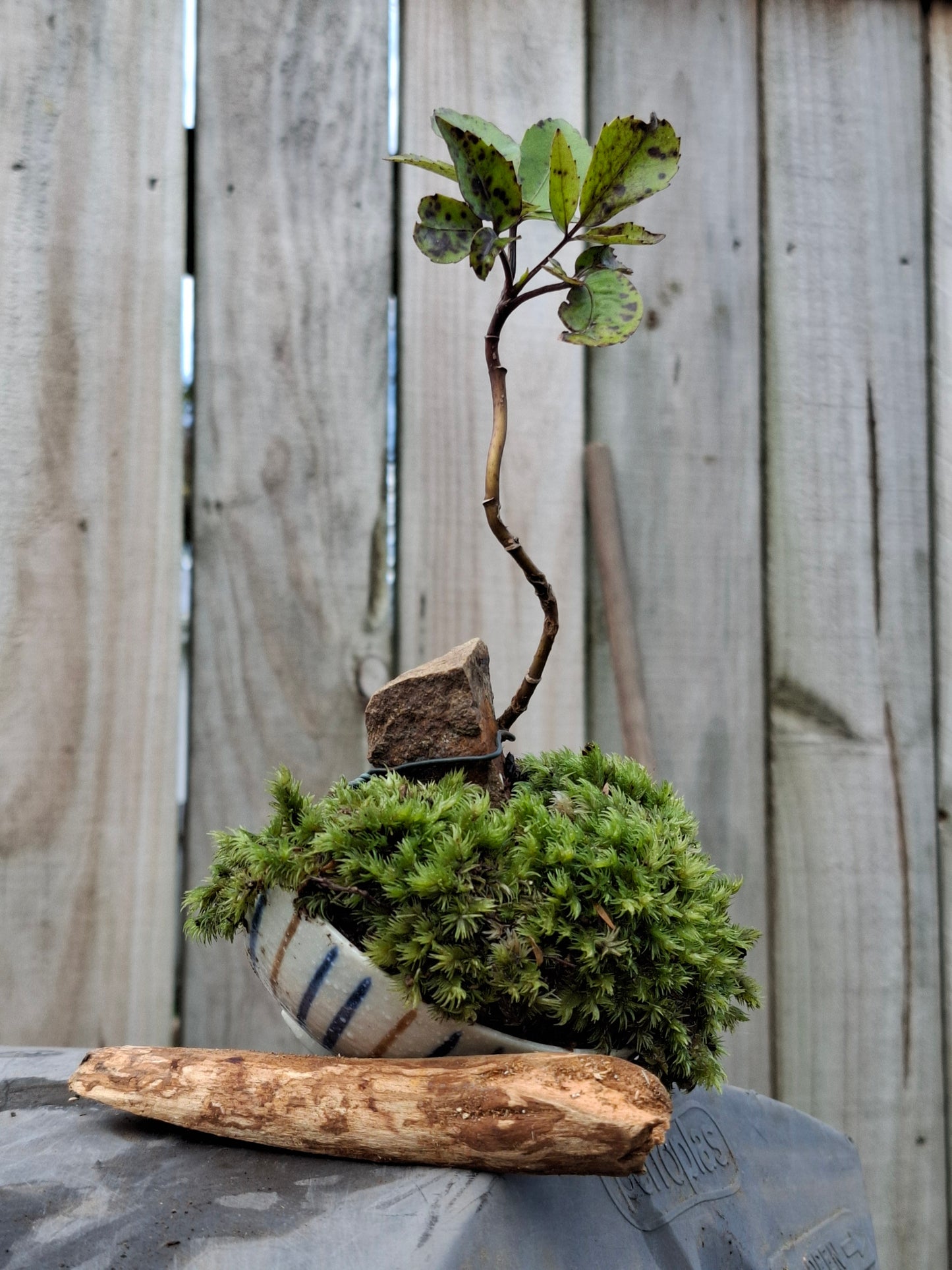 Pseudopanax arboreus (Five Finger)
Bonsai in Half-Broken Japanese Bowl 🥣 🌲