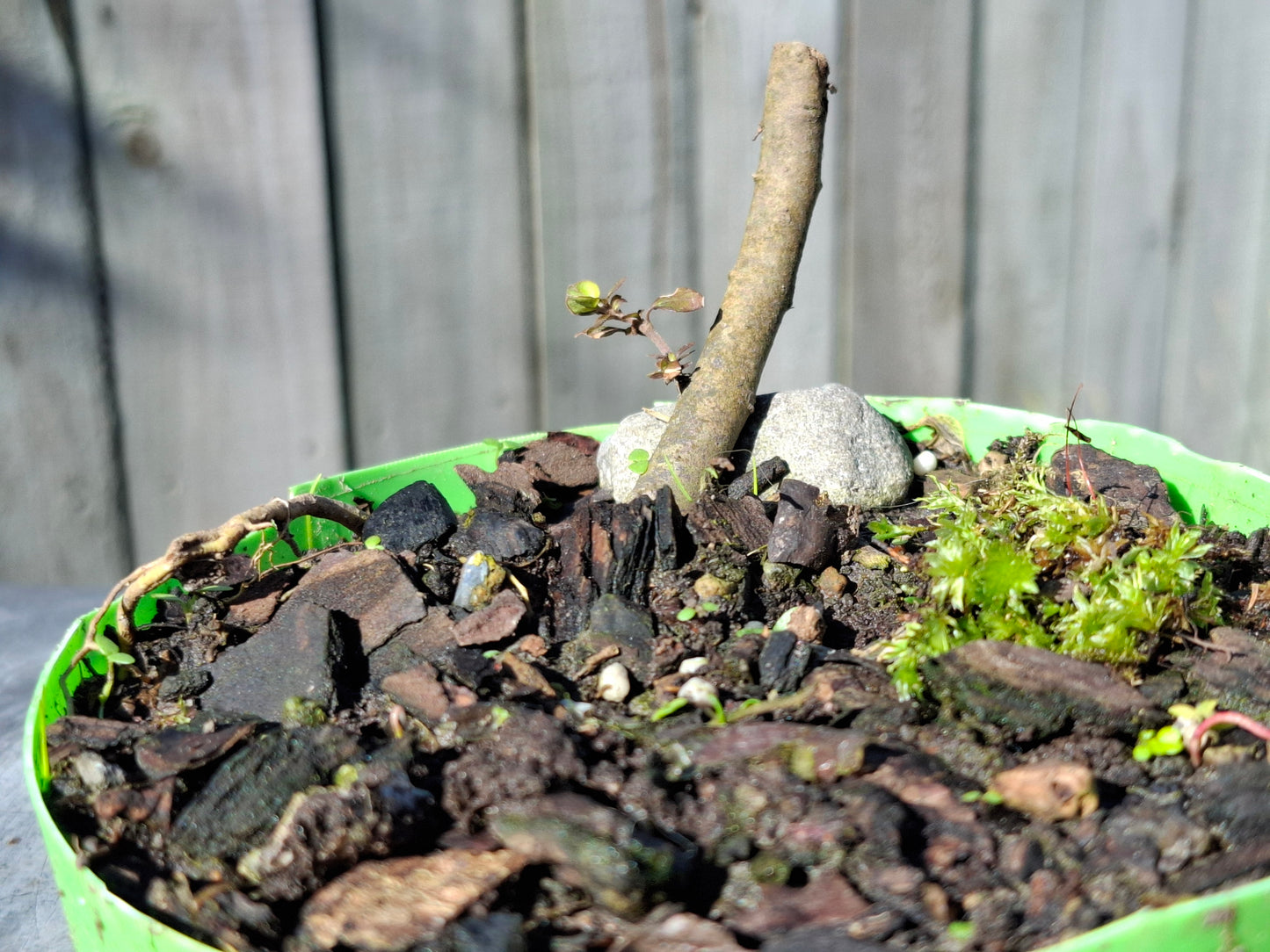 🌱 Bonsai Starter – Native Beginnings in Every Branch