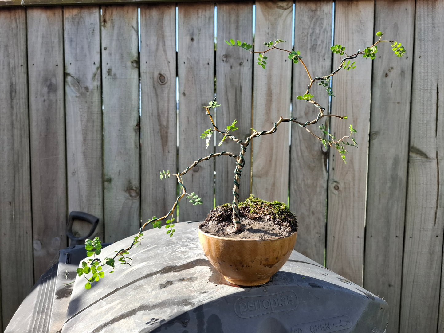 Kowhai Semi-Cascade Bonsai – A Living Masterpiece 🌿