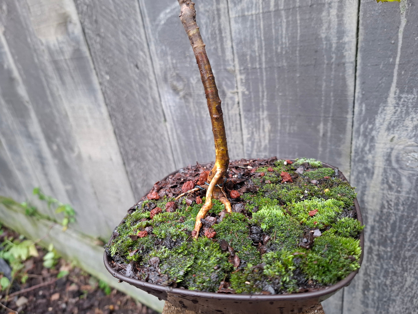 🌿 Tarata Literati Style Bonsai 🌿