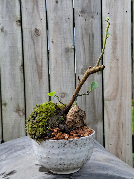 Griselinia littoralis (Kapuka / Kaupuka)- Windswept-Style Bonsai with Supporting Rock