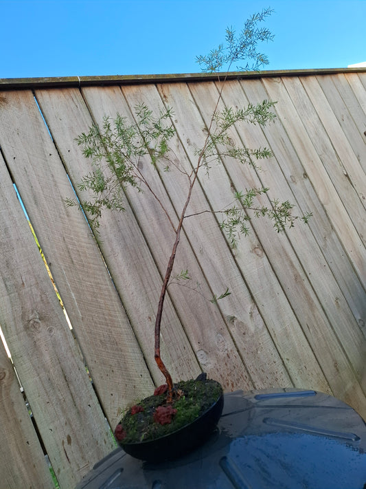 Kānuka - Fukinagashi Bonsai – The Spirit of the Wind 🌬️🌿
