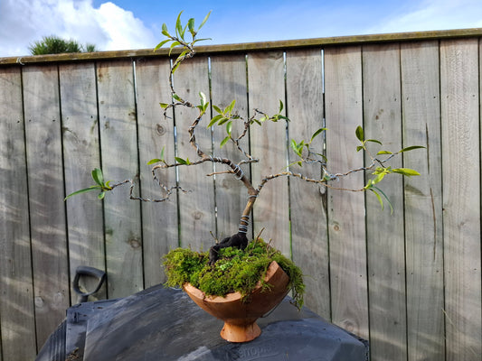 🌸🍃 Camellia Nebari Style Bonsai — Exposed Root Elegance in Polished Wood