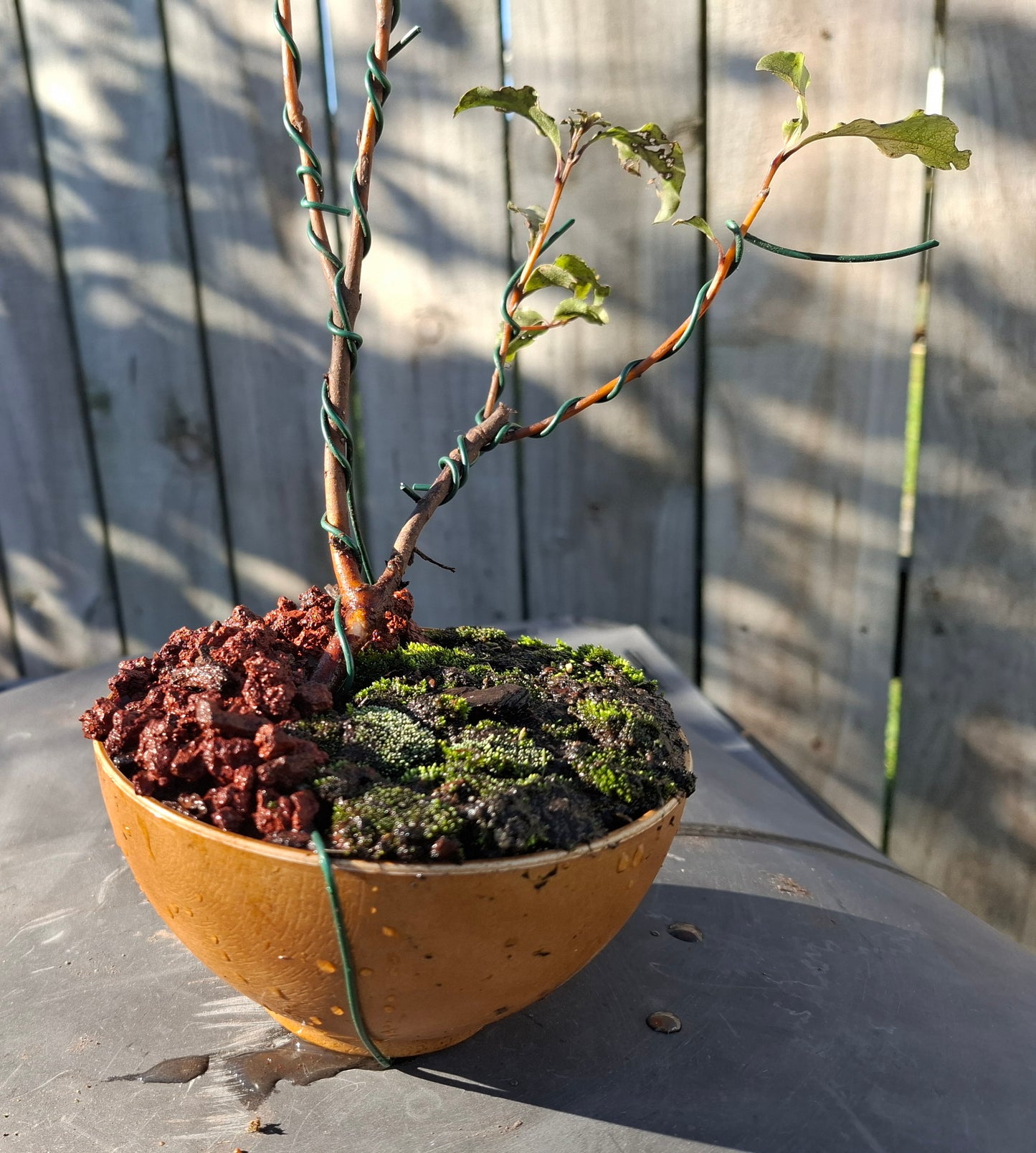 🌿 Dual Trunk Tarata - Literati Style Bonsai 🏯
