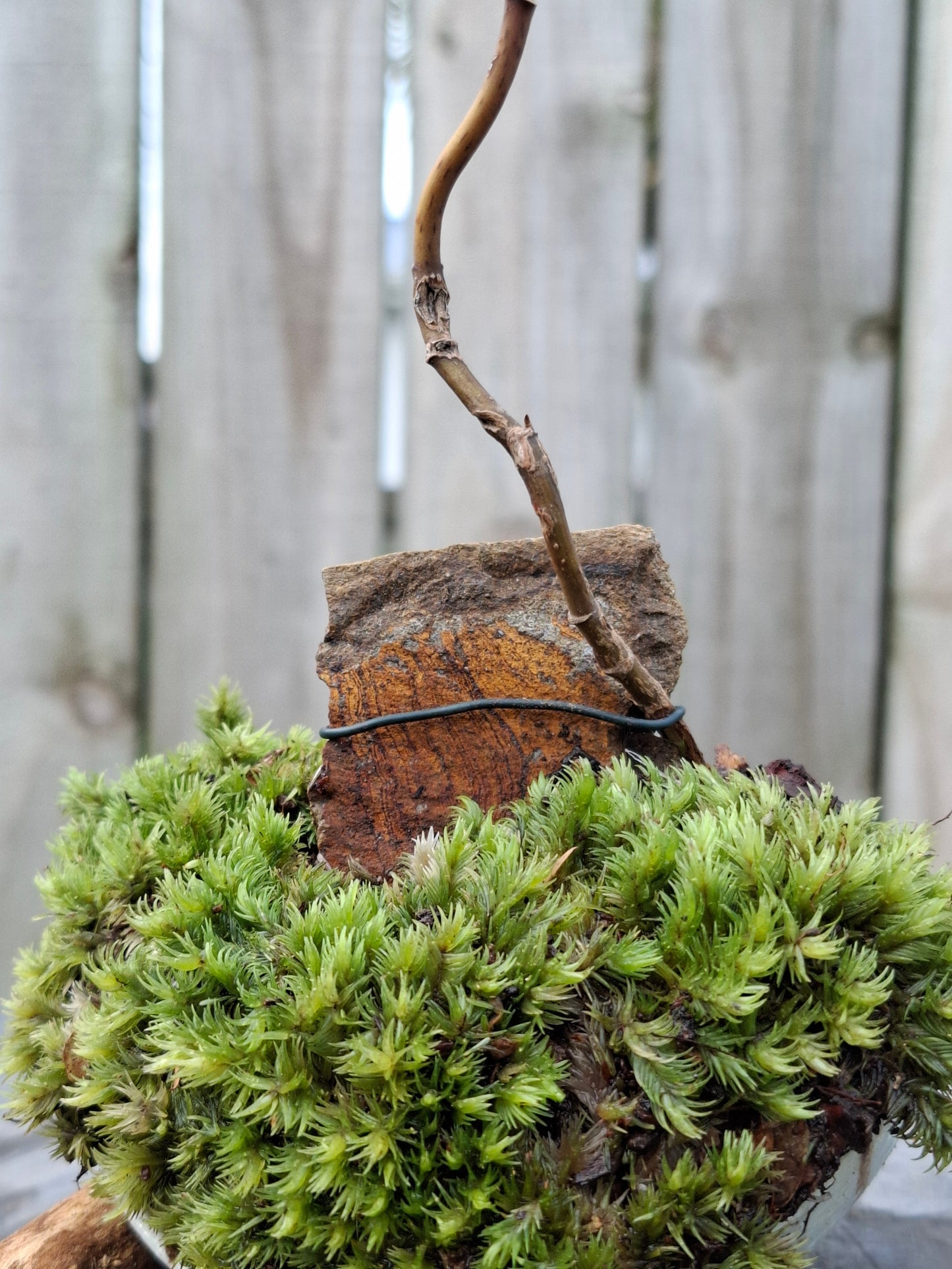 Pseudopanax arboreus (Five Finger)
Bonsai in Half-Broken Japanese Bowl 🥣 🌲