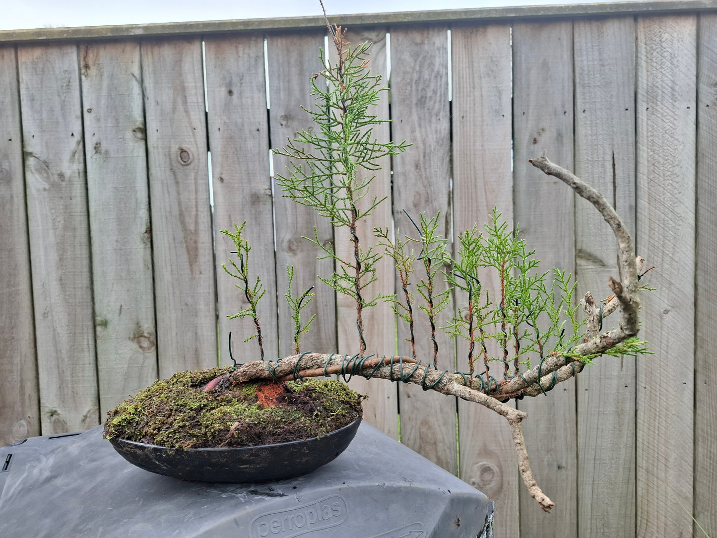 🌿 Pine - Raft-Style (Ikadabuki) & Tanuki Bonsai 🛶