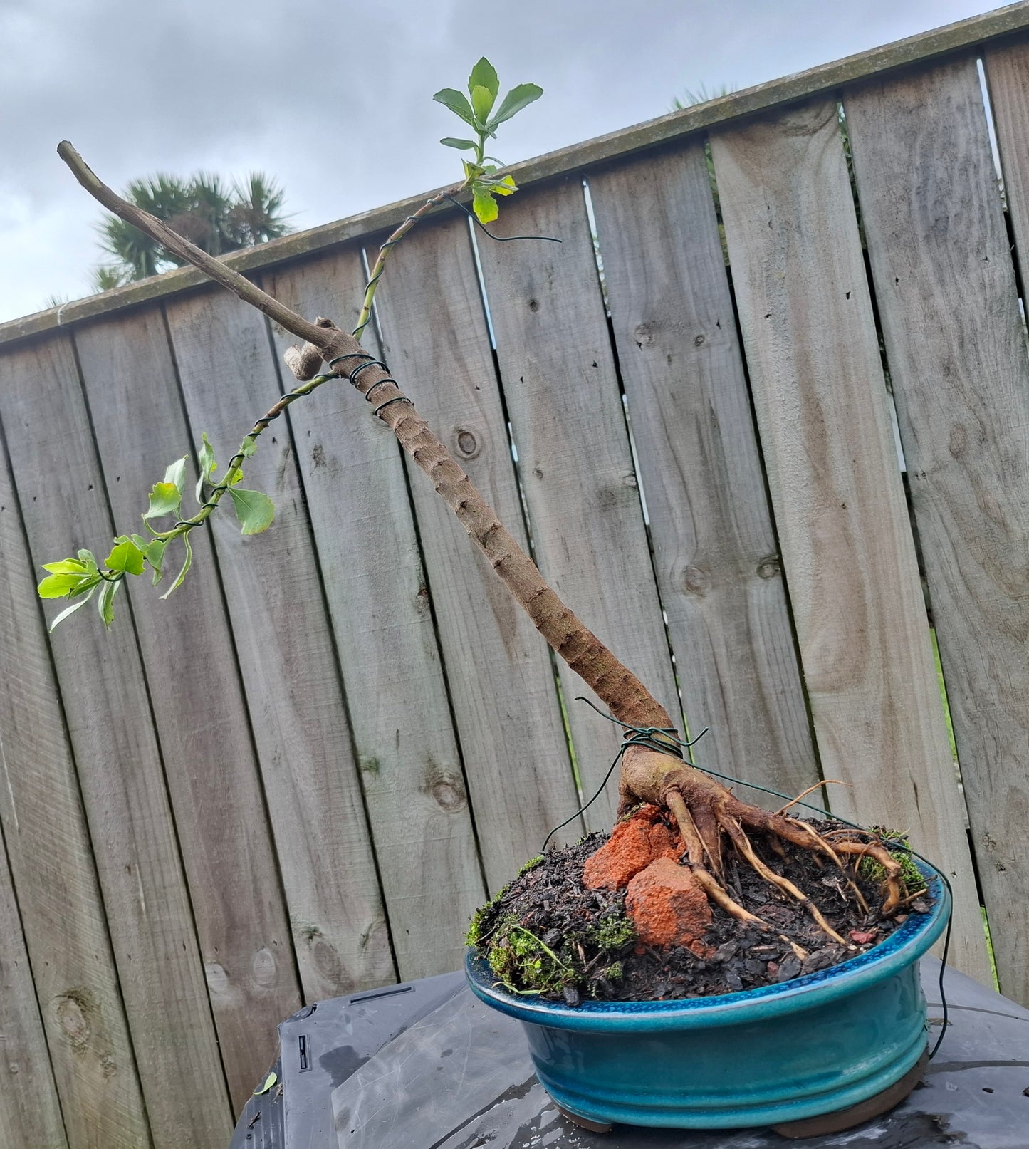 🌿 Shakan (Slanting Style) & Sekijoju (Root-Over-Rock Style) Bonsai 🌿