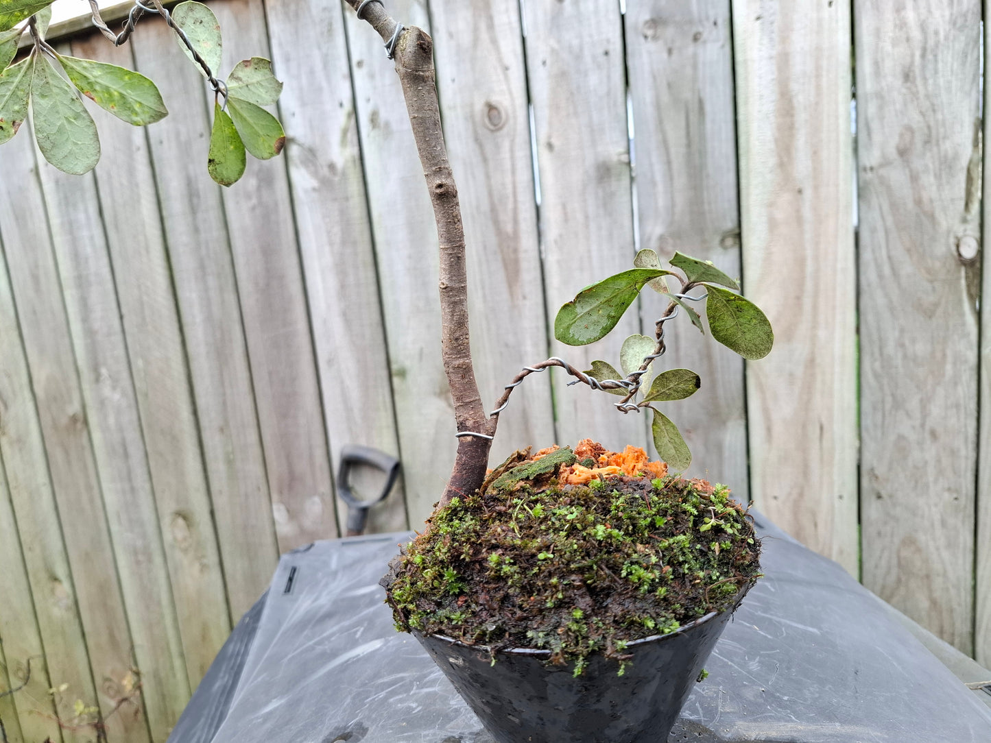 Coastal Resilience in Miniature – NZ Karo Bonsai  
Pittosporum crassifolium | Styled in Glazed Pot with Moss Mosaic