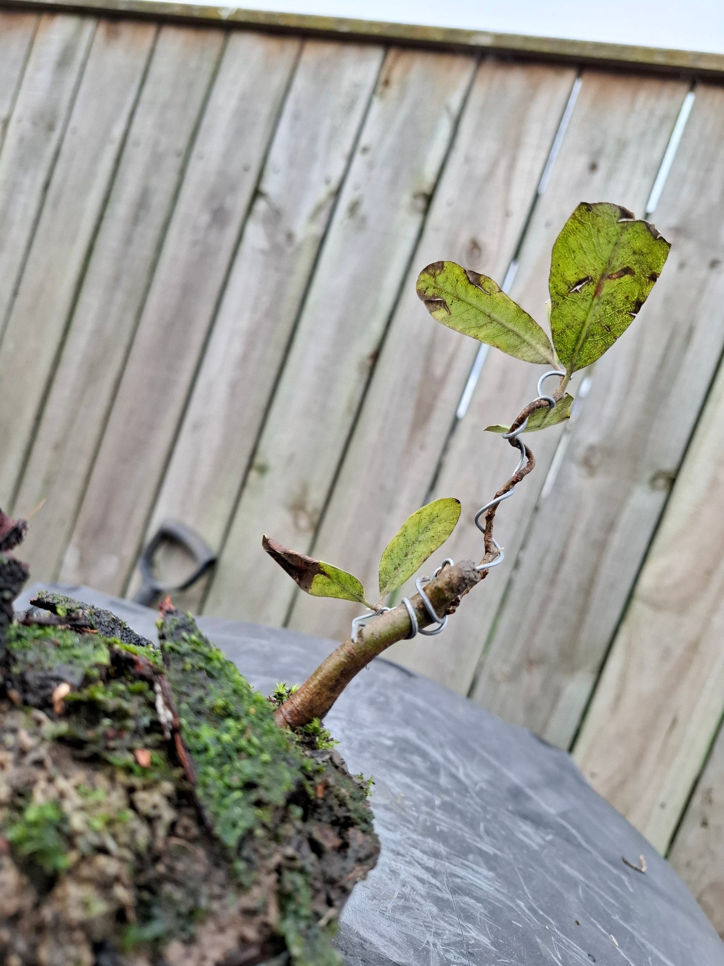 Windswept-Style Bonsai – (Fukinagashi)
Resilience Sculpted in Nature