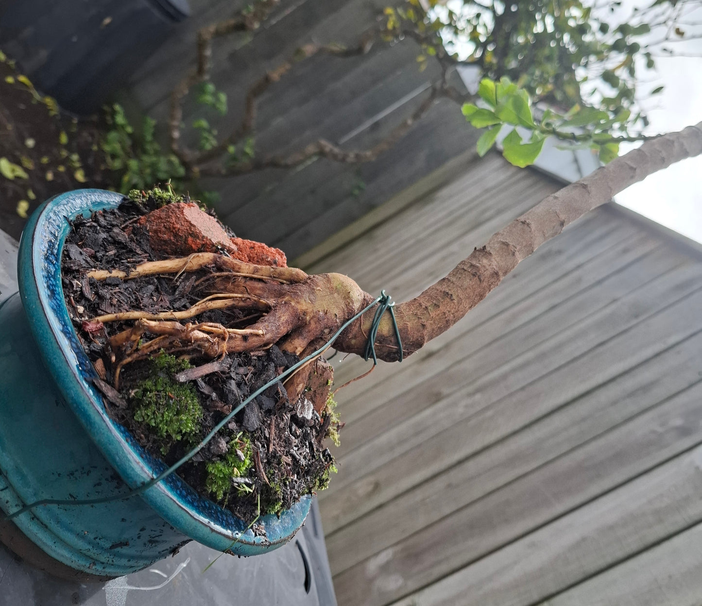 🌿 Shakan (Slanting Style) & Sekijoju (Root-Over-Rock Style) Bonsai 🌿