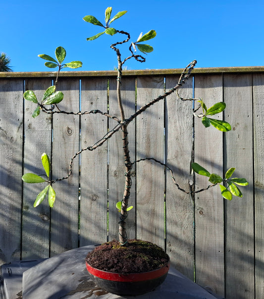 Karo (Pittosporum crassifolium) Informal Upright Bonsai (Moyogi) – A Graceful Balance of Strength & Elegance 🌿