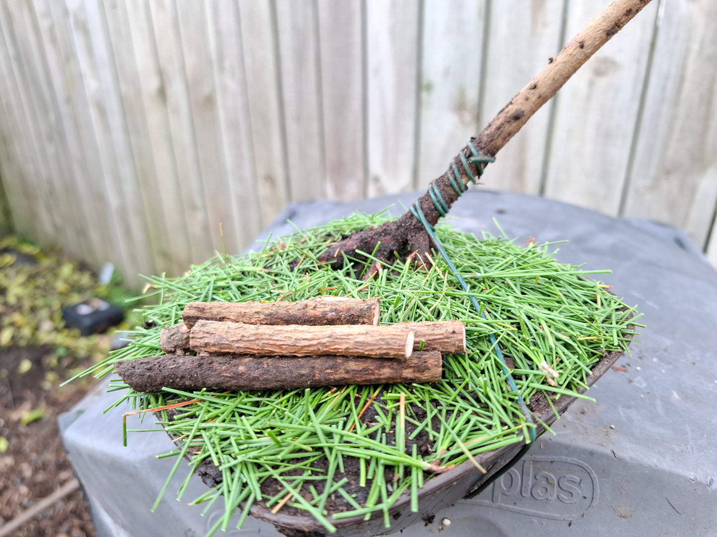 🌲🌲 Ancient Pine - Windswept (Fukinagashi) Style Bonsai | Nature’s Resilience & Sculpted Elegance 🌬️
