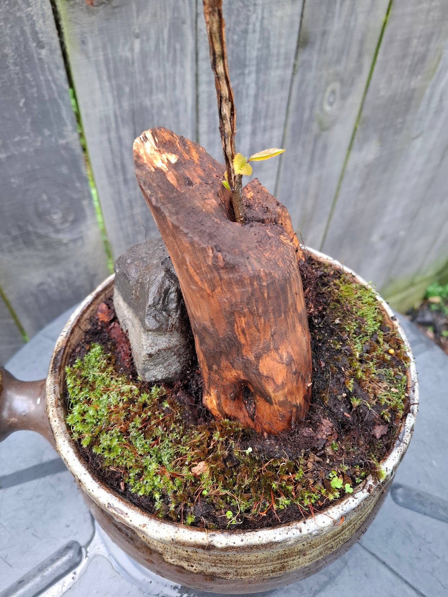 🌲🪨 Fragmented Harmony – Tanuki Bonsai in Glazed Japanese Pot