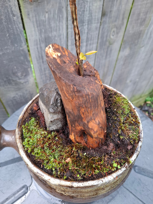 🌲🪨 Fragmented Harmony – Tanuki Bonsai in Glazed Japanese Pot