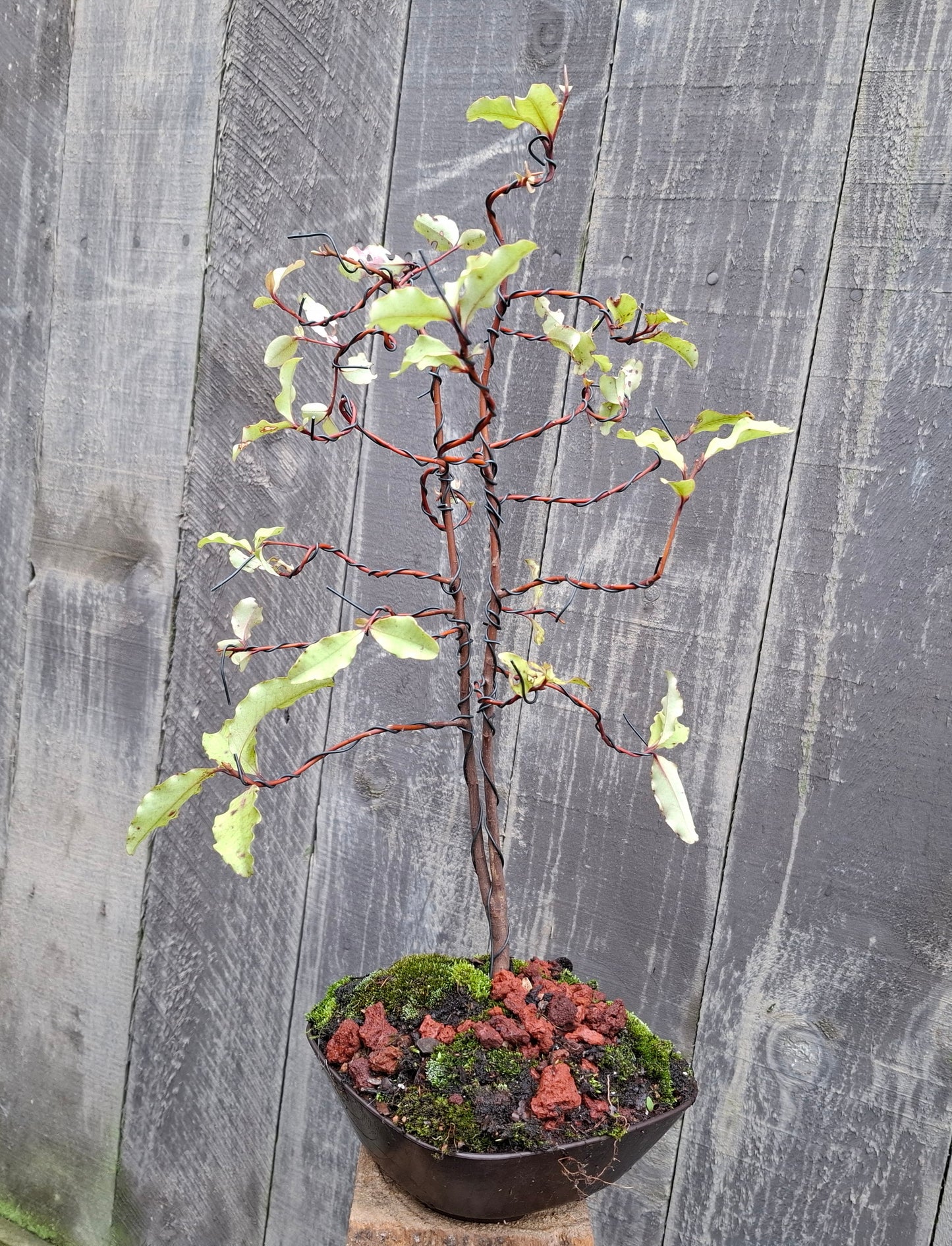 🌳 Sokan style - Tarata Dual Trunk Bonsai 🌳