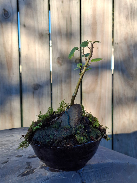Lacebark (Hoheria populnea)
Root-over-Rock Bonsai