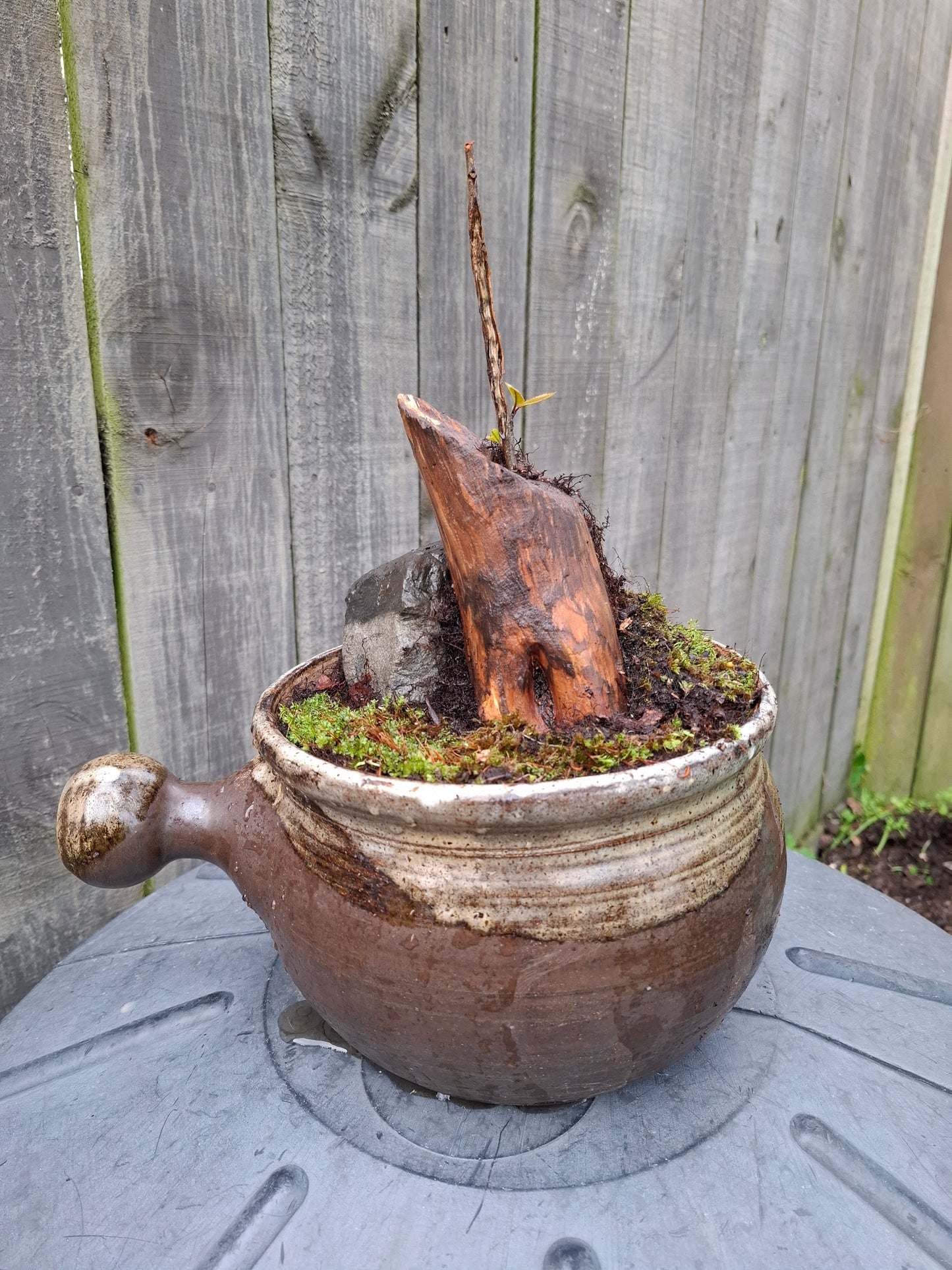 🌲🪨 Fragmented Harmony – Tanuki Bonsai in Glazed Japanese Pot