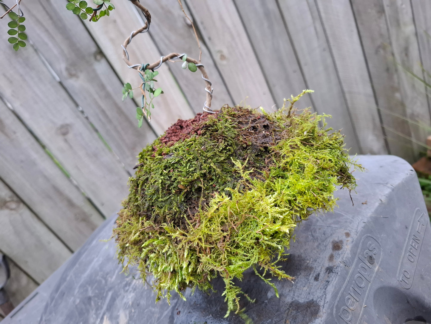 🌿 Literati-Style Kowhai Bonsai – Volcanic Moss Ball Edition