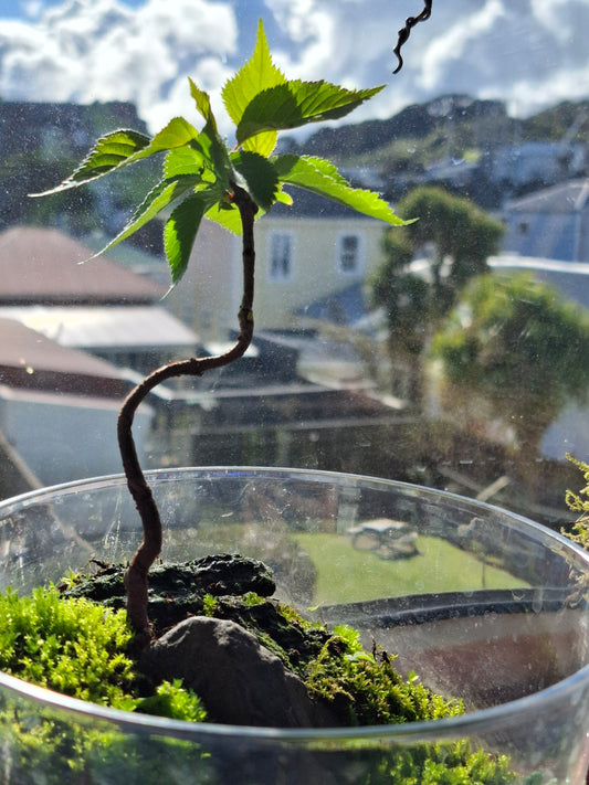 🌿 Miniature Cherry Landscape Bonsai – Root Over Rock in Clear Terrarium Vessel
