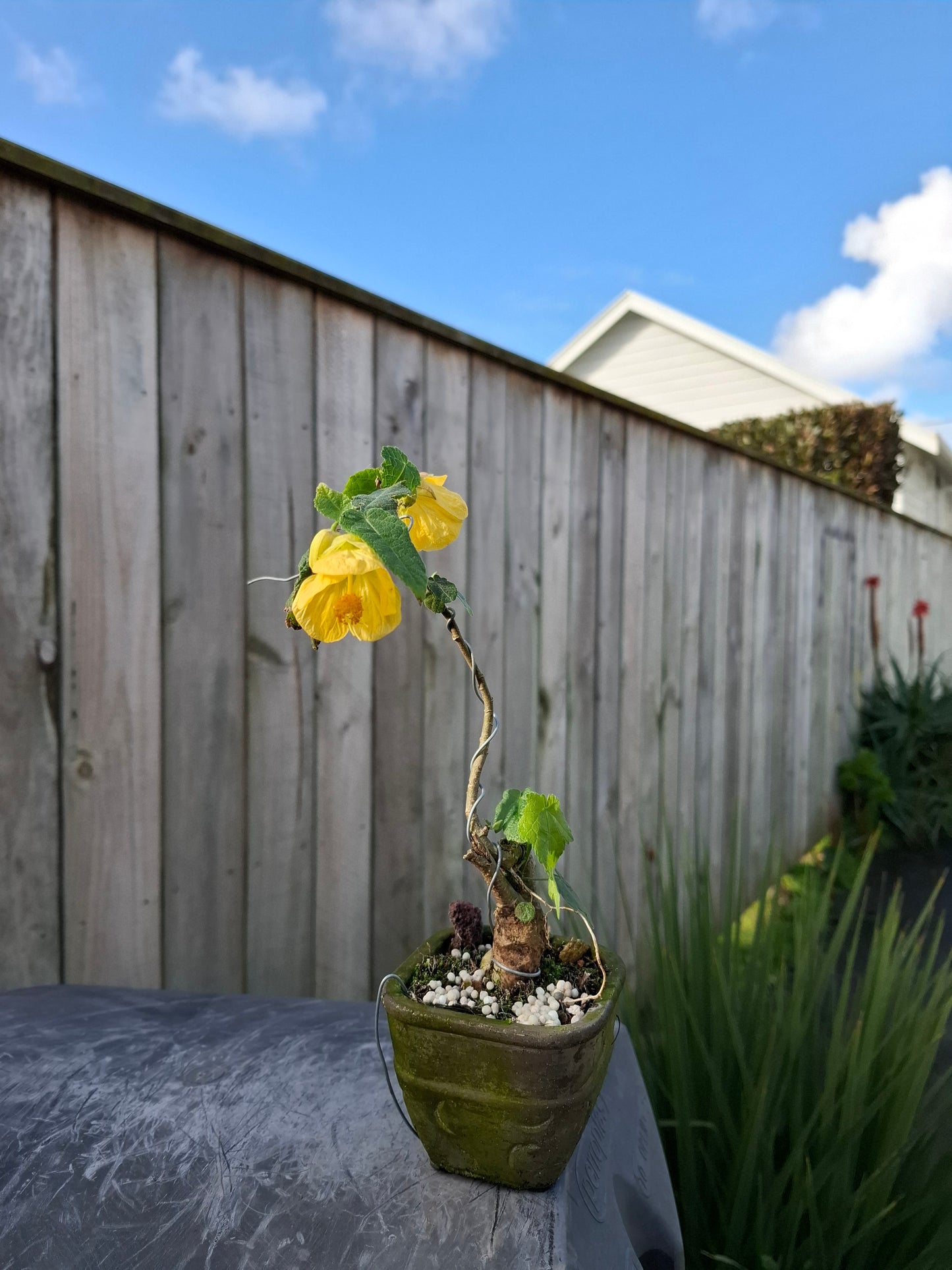 🏵Abutilon Literati Bonsai – Chinese Lantern / Flowering Maple