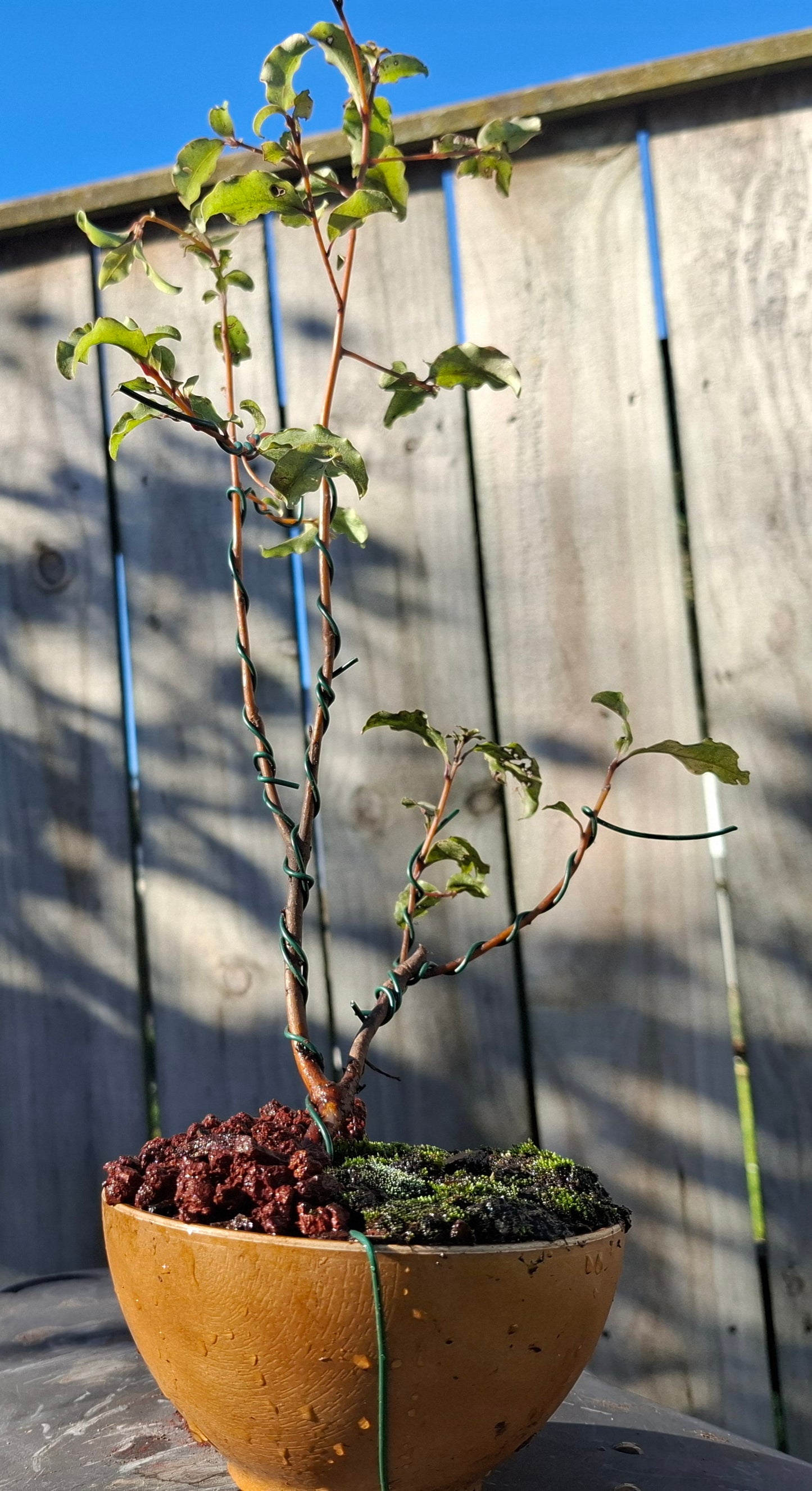 🌿 Dual Trunk Tarata - Literati Style Bonsai 🏯