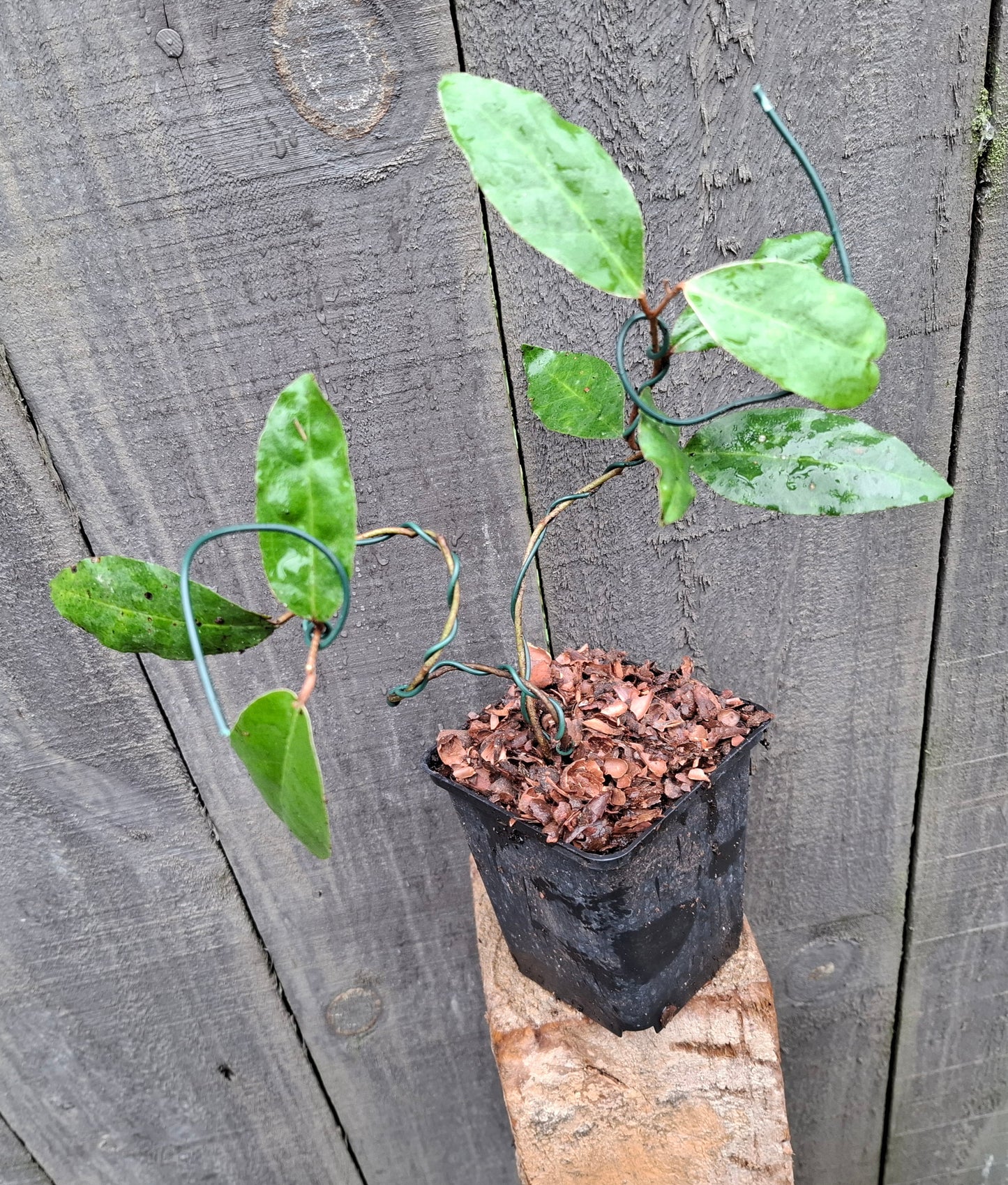 🌿 Hoya archboldiana – Lush & Elegant Indoor Treasure 🌿