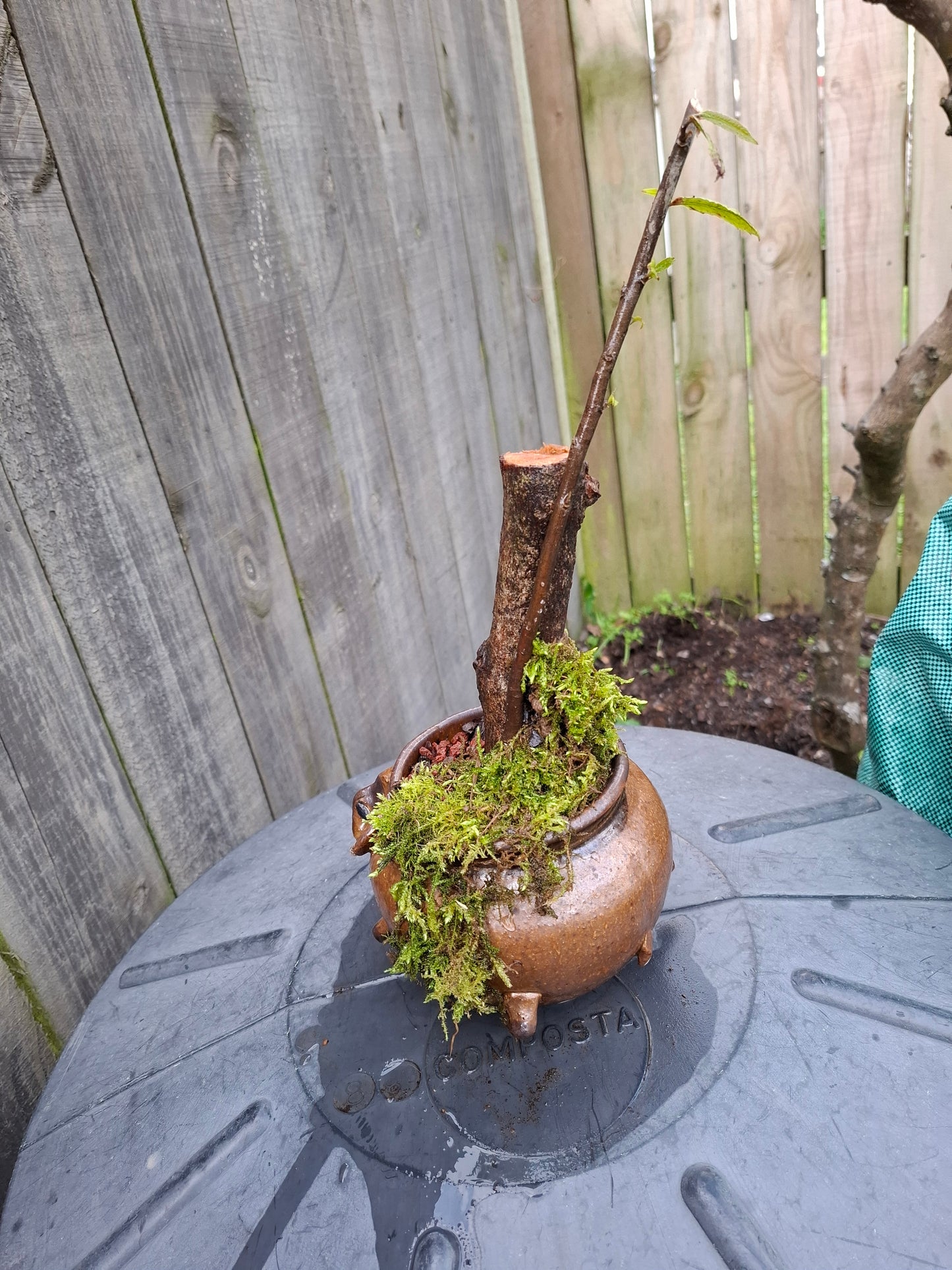 🌲Echoes of the Forest – Literati Bonsai in Glazed Elephant Pot