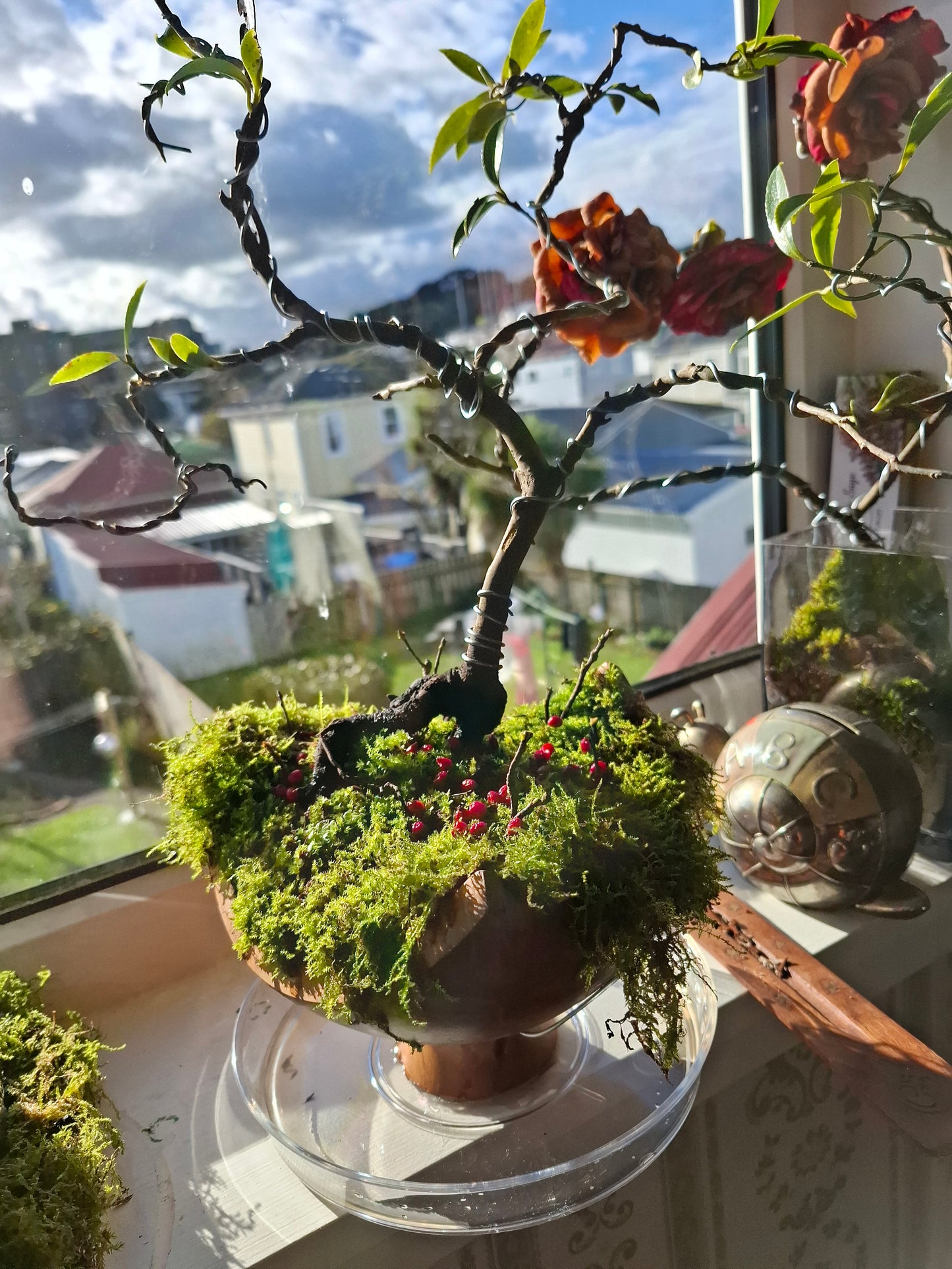 🌸🍃 Camellia Nebari Style Bonsai — Exposed Root Elegance in Polished Wood