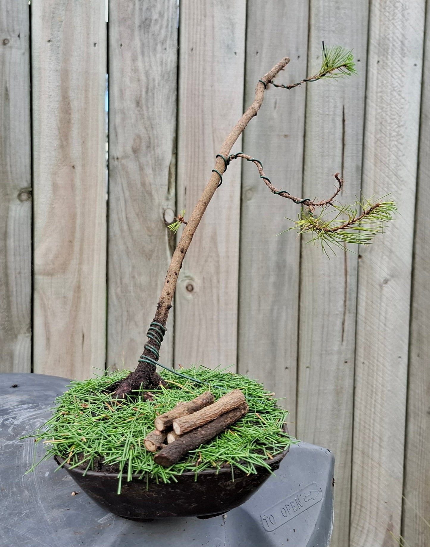 🌲🌲 Ancient Pine - Windswept (Fukinagashi) Style Bonsai | Nature’s Resilience & Sculpted Elegance 🌬️
