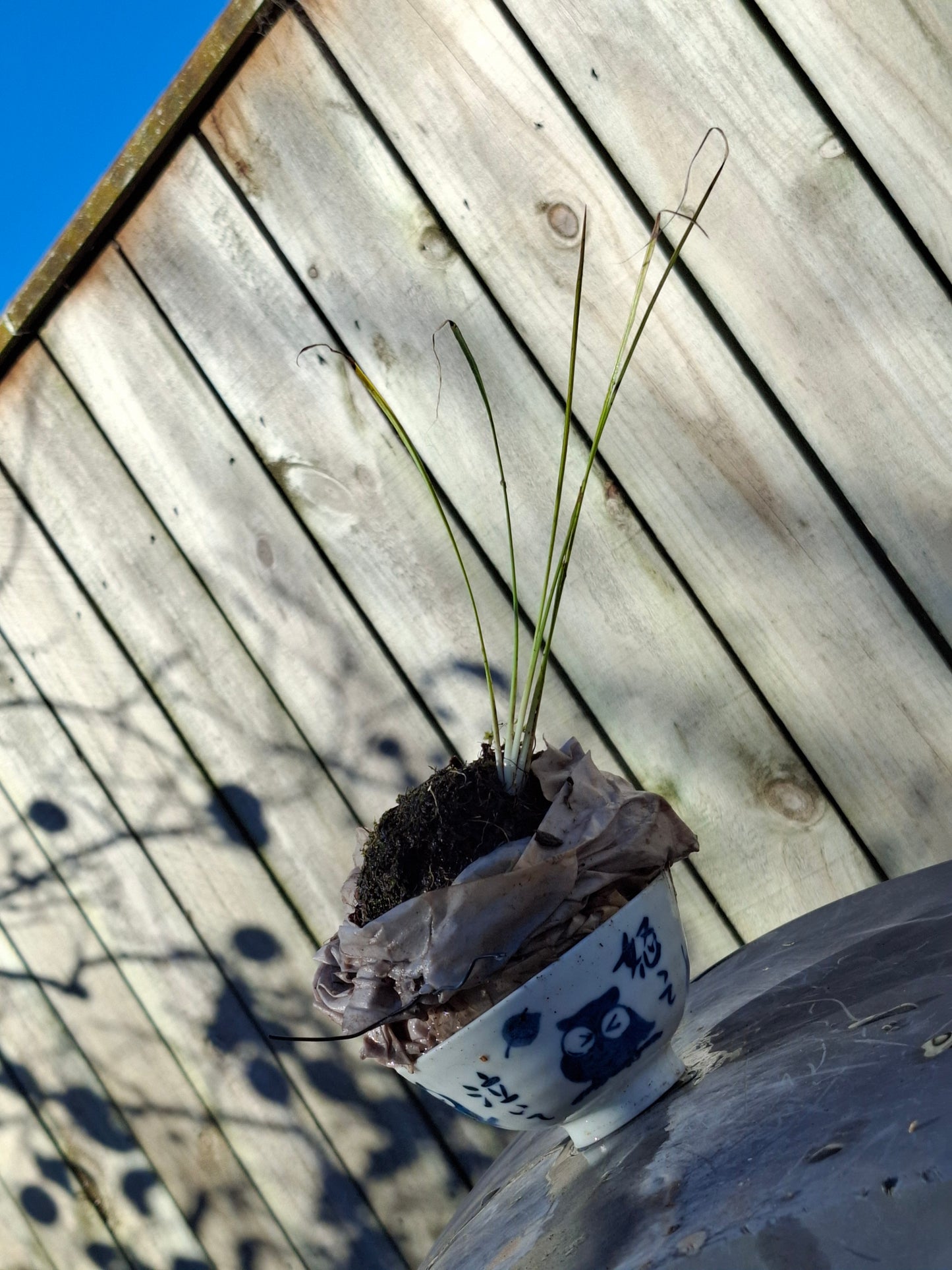 Harakeke Kokedama
New Zealand Flax Moss Ball