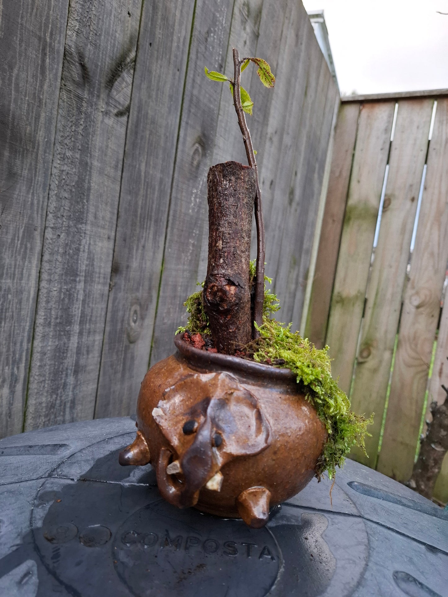 🌲Echoes of the Forest – Literati Bonsai in Glazed Elephant Pot