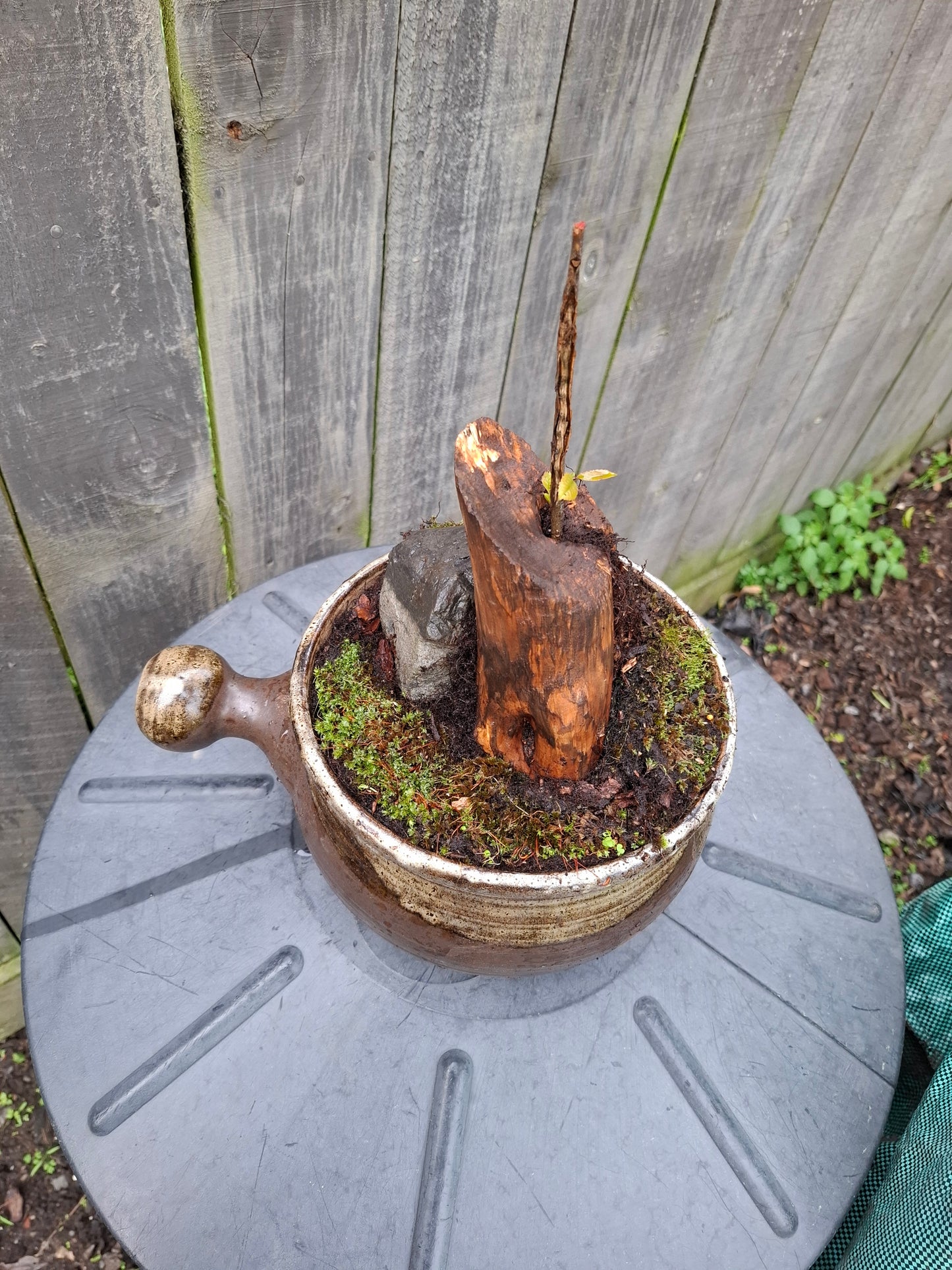 🌲🪨 Fragmented Harmony – Tanuki Bonsai in Glazed Japanese Pot