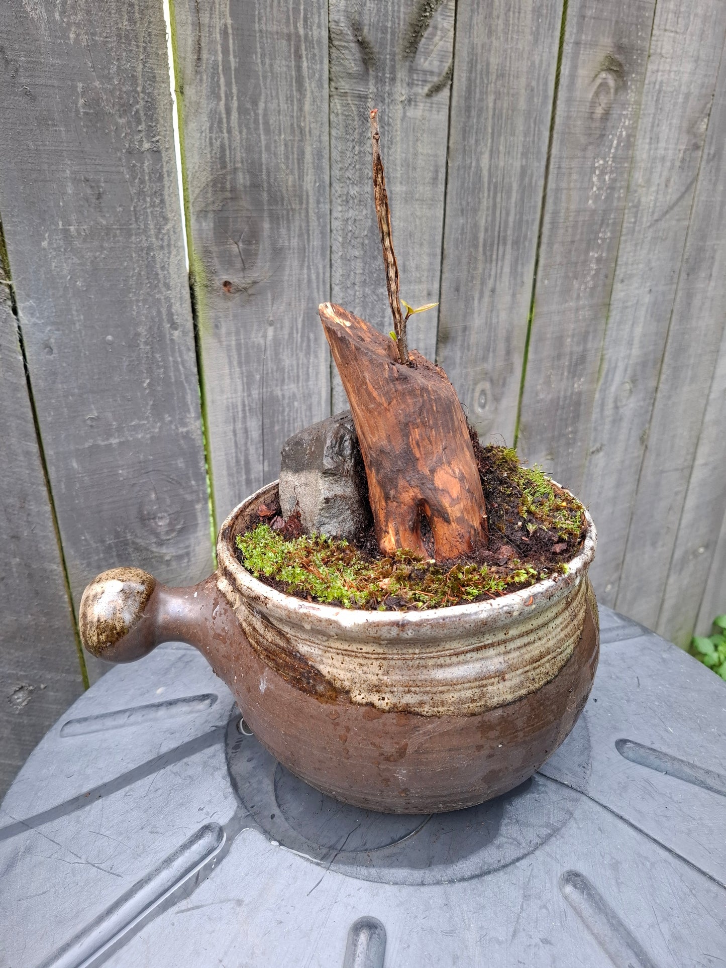 🌲🪨 Fragmented Harmony – Tanuki Bonsai in Glazed Japanese Pot