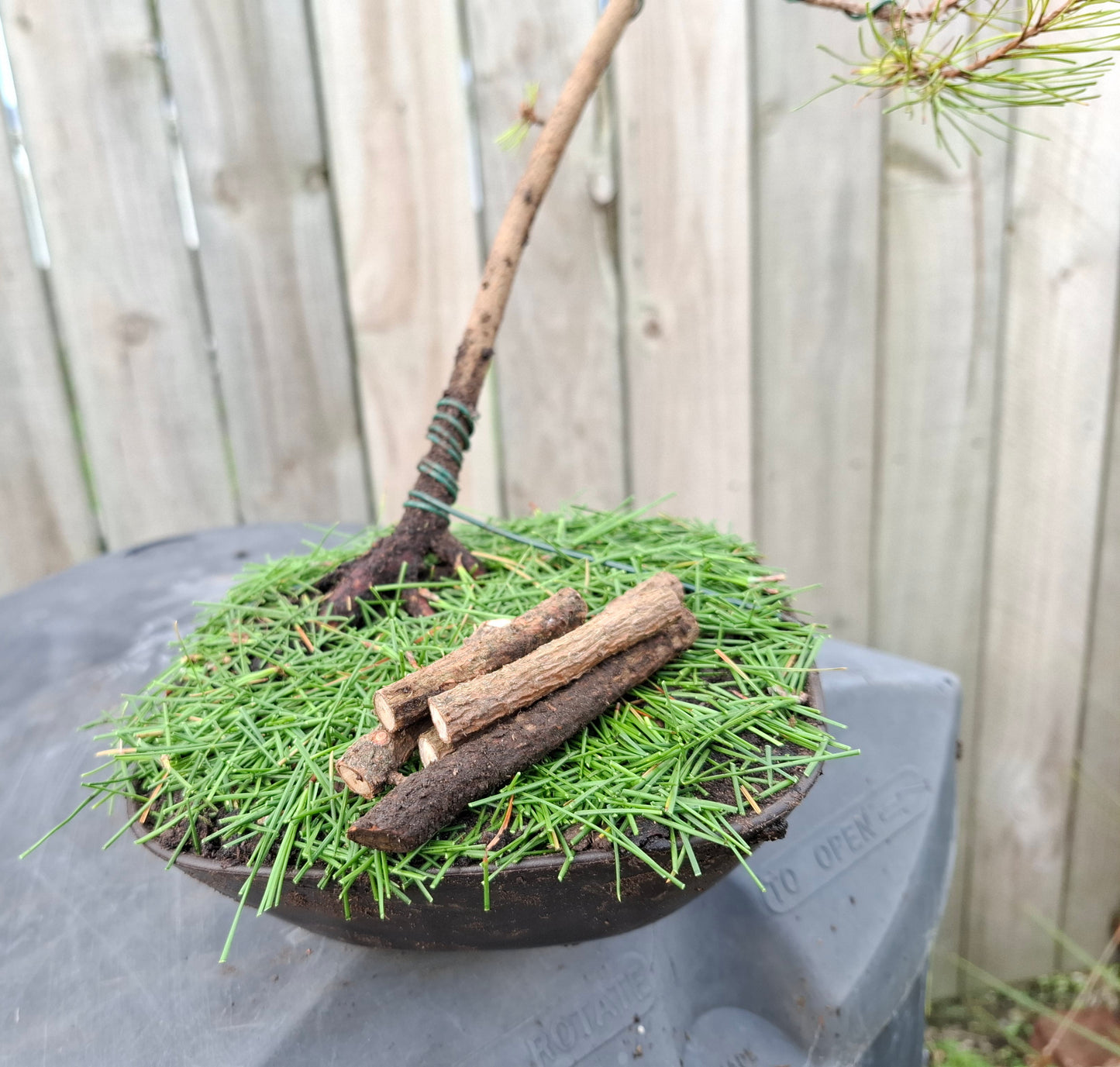 🌲🌲 Ancient Pine - Windswept (Fukinagashi) Style Bonsai | Nature’s Resilience & Sculpted Elegance 🌬️