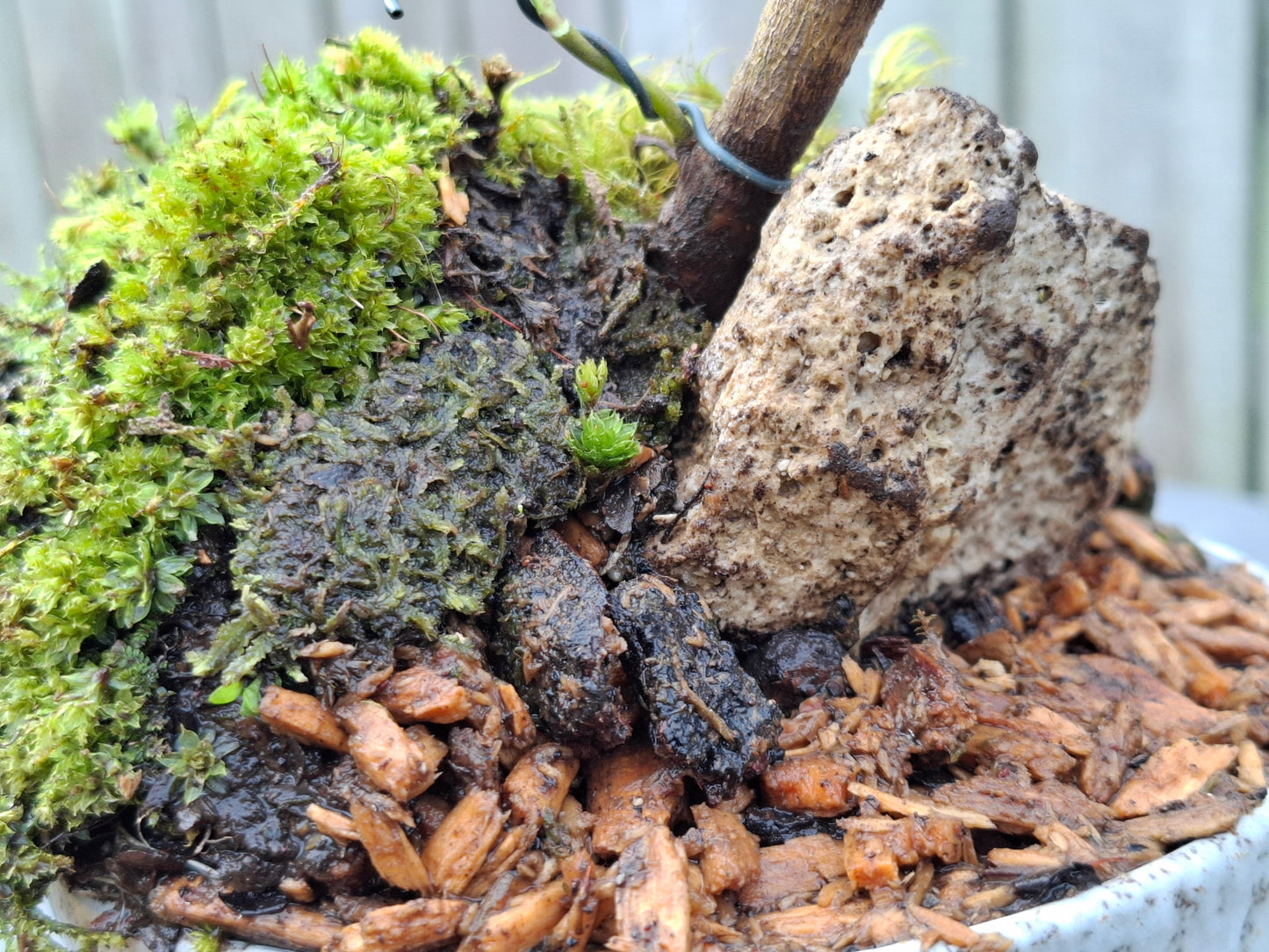 Griselinia littoralis (Kapuka / Kaupuka)- Windswept-Style Bonsai with Supporting Rock