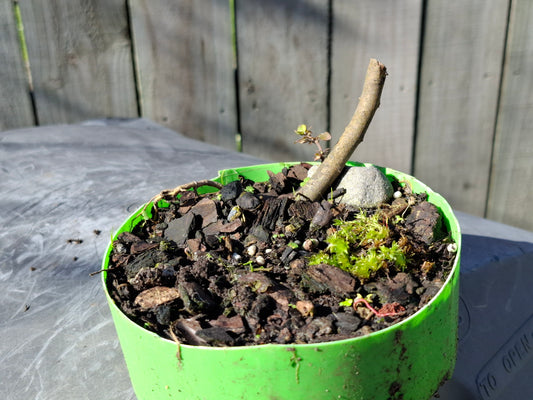 🌱 Bonsai Starter – Native Beginnings in Every Branch