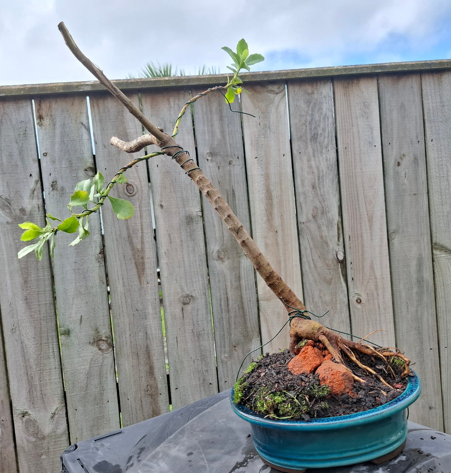 🌿 Shakan (Slanting Style) & Sekijoju (Root-Over-Rock Style) Bonsai 🌿