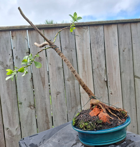 🌿 Shakan (Slanting Style) & Sekijoju (Root-Over-Rock Style) Bonsai 🌿