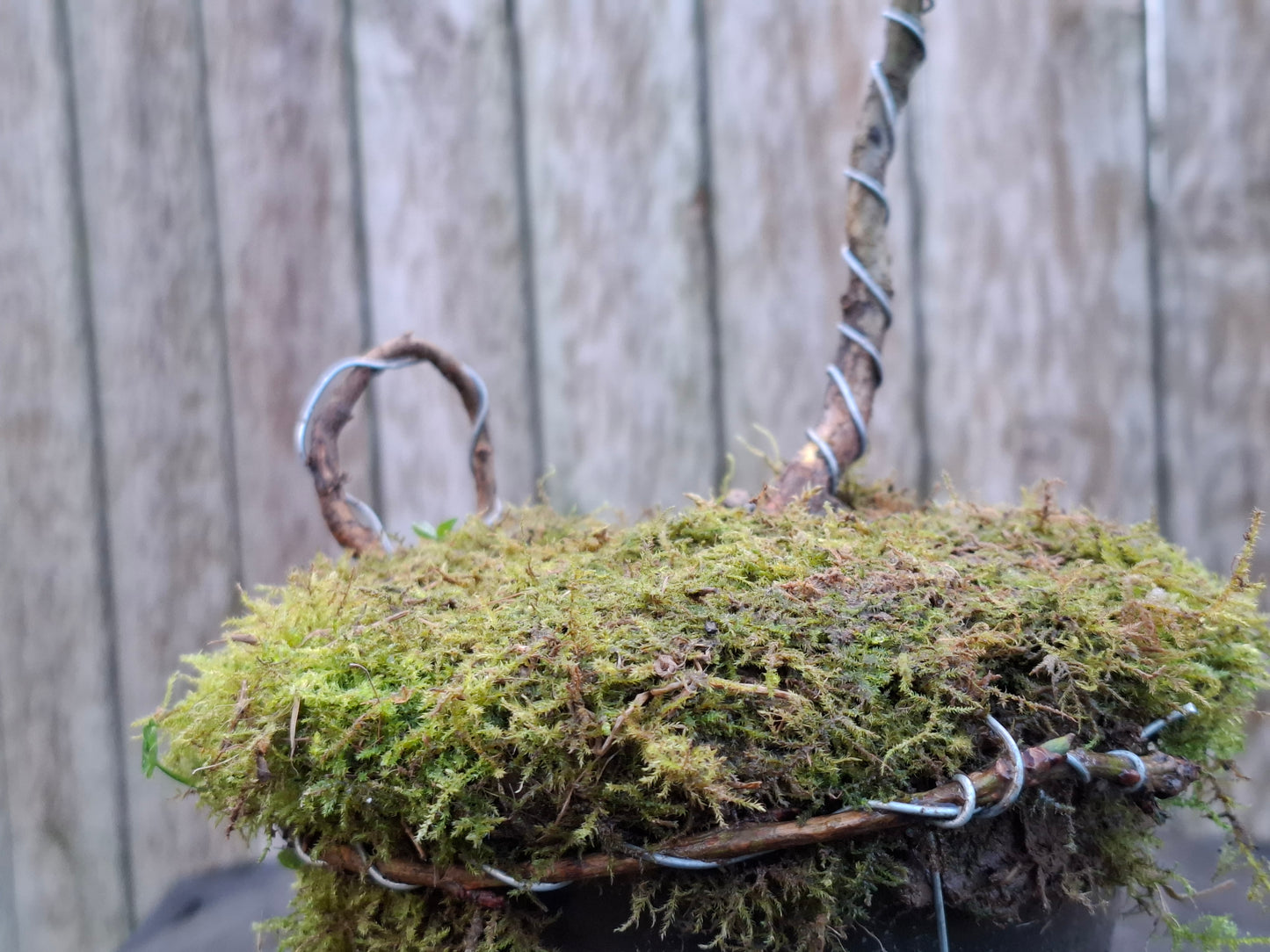 🌿 Dual Bonsai Showcase – A Study in Contrast