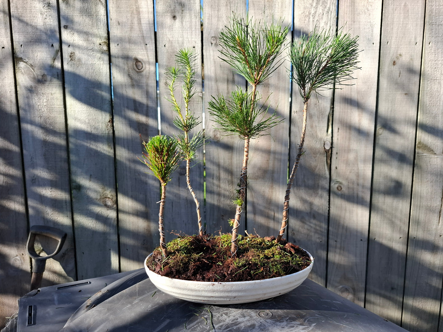 Pine Forest Bonsai (Matsu Bonsai) – A Living Work of Art 🌿