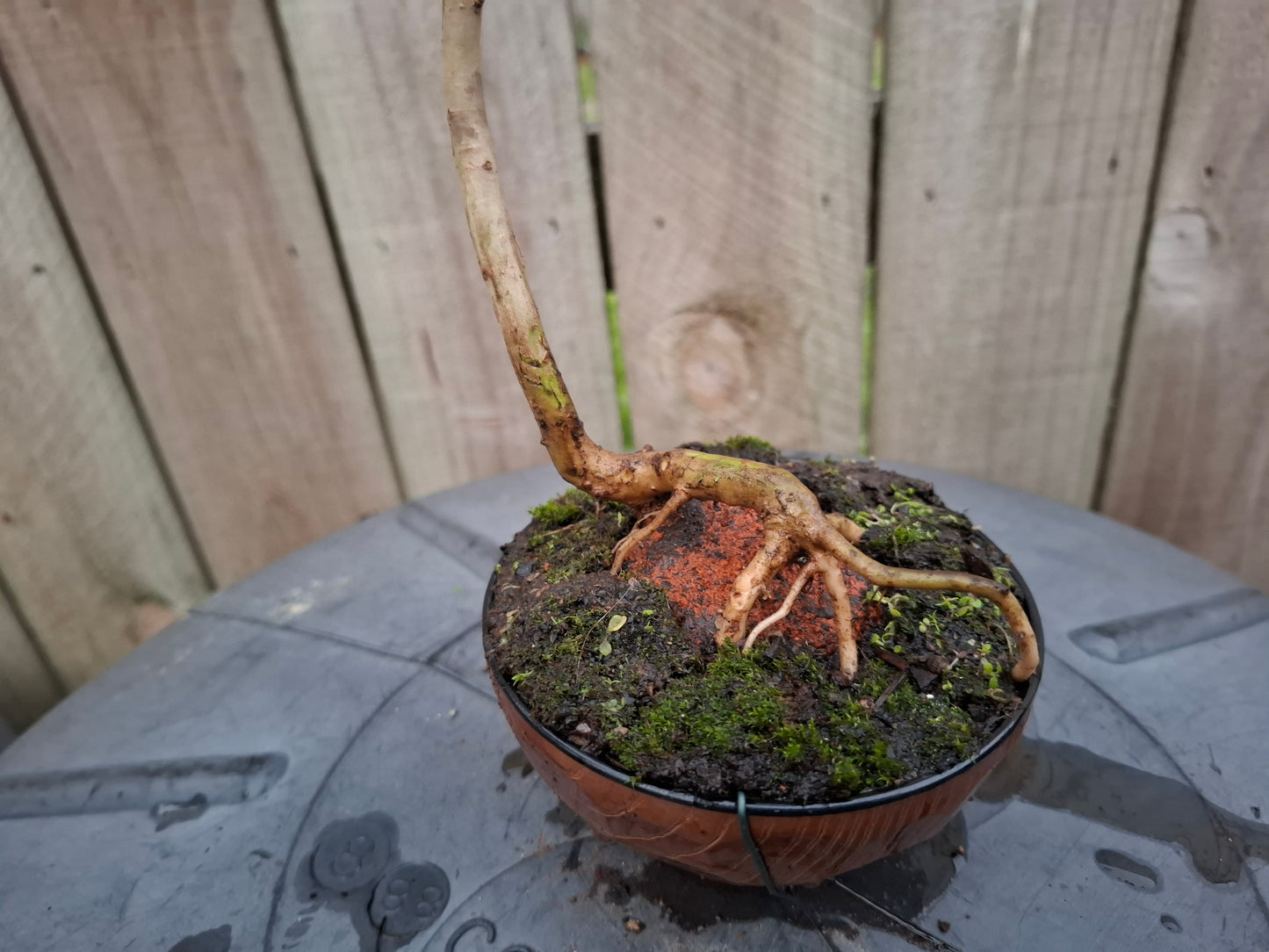 Root-over-Rock Bonsai – The Strength of Nature 🌳🪨