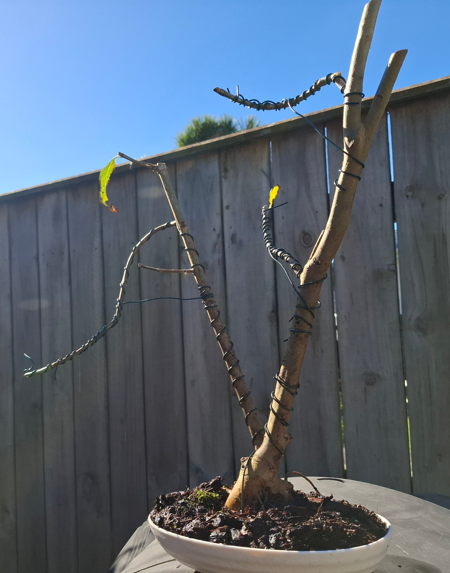 🌴🌴 Sokan (Twin-Trunk) Bonsai with Exposed Root (Nebari) Style 🌿✨