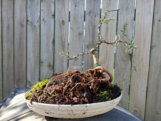 Root-Over-Rock Manuka Bonsai – A Statement of Strength & Beauty 🌿