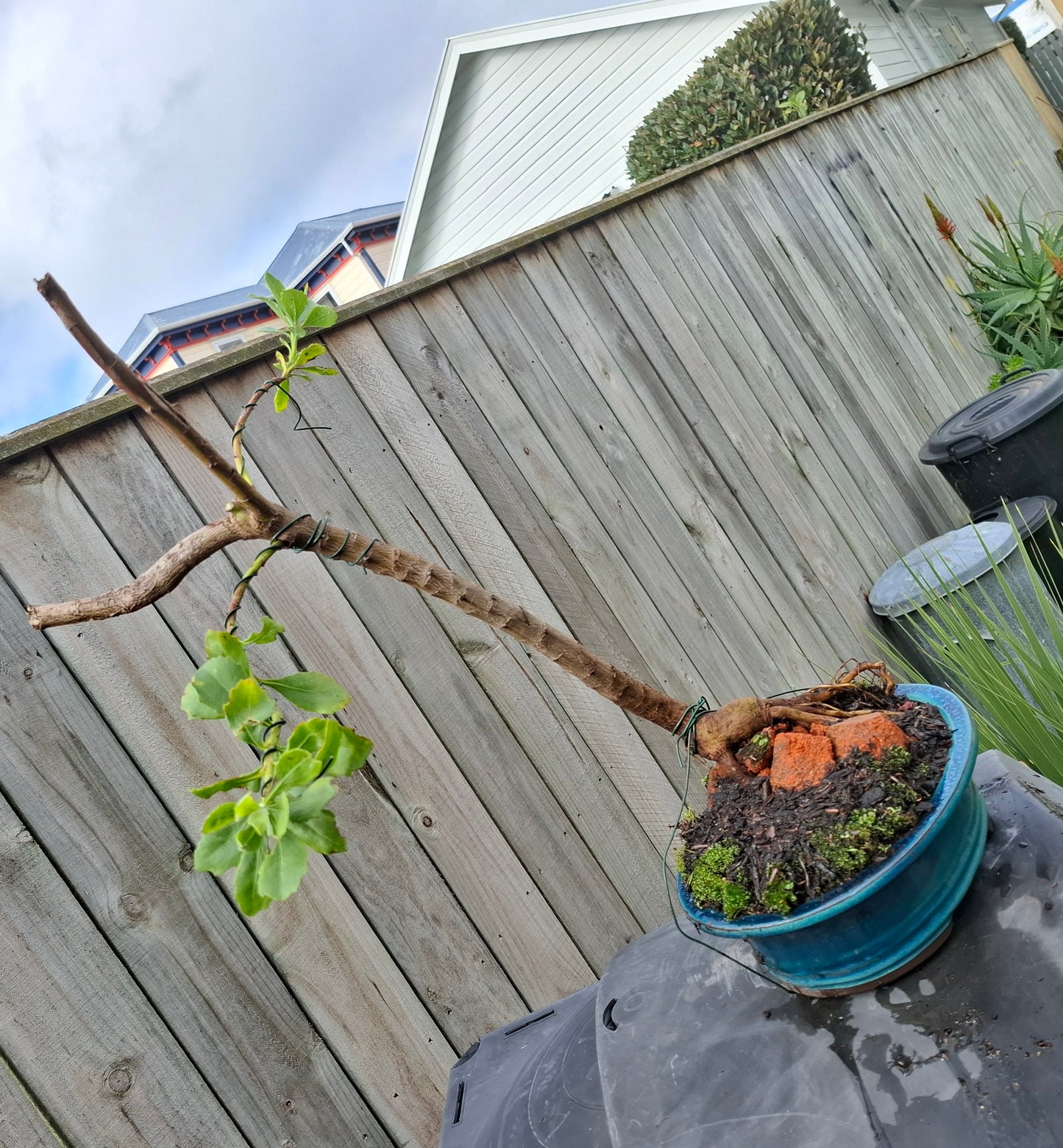 🌿 Shakan (Slanting Style) & Sekijoju (Root-Over-Rock Style) Bonsai 🌿
