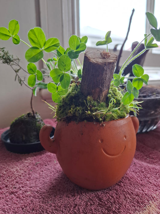 🌿 Custom Moss Pot Gifts – Nature’s Whimsy in Every Container 🌿