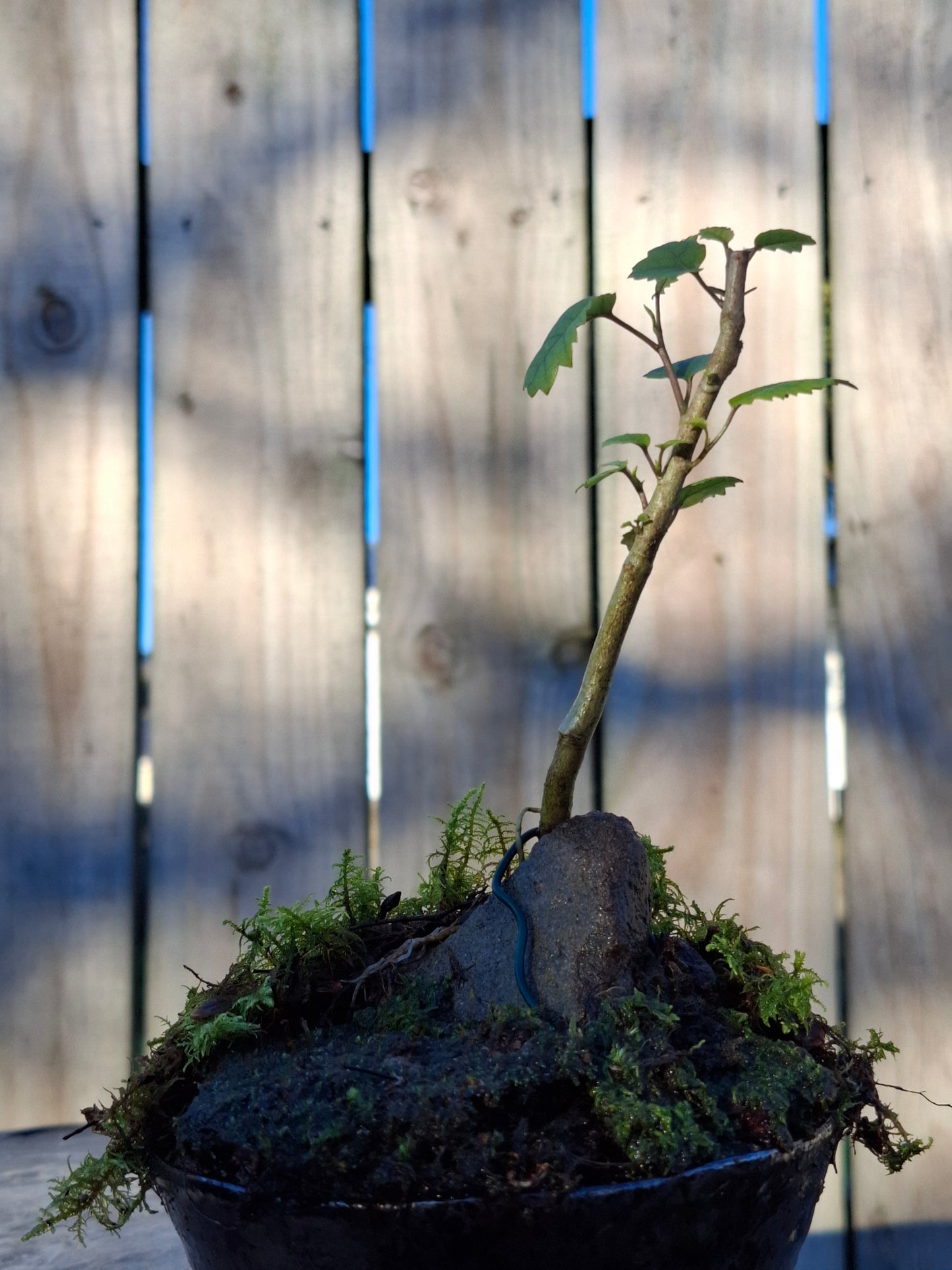 Lacebark (Hoheria populnea)
Root-over-Rock Bonsai