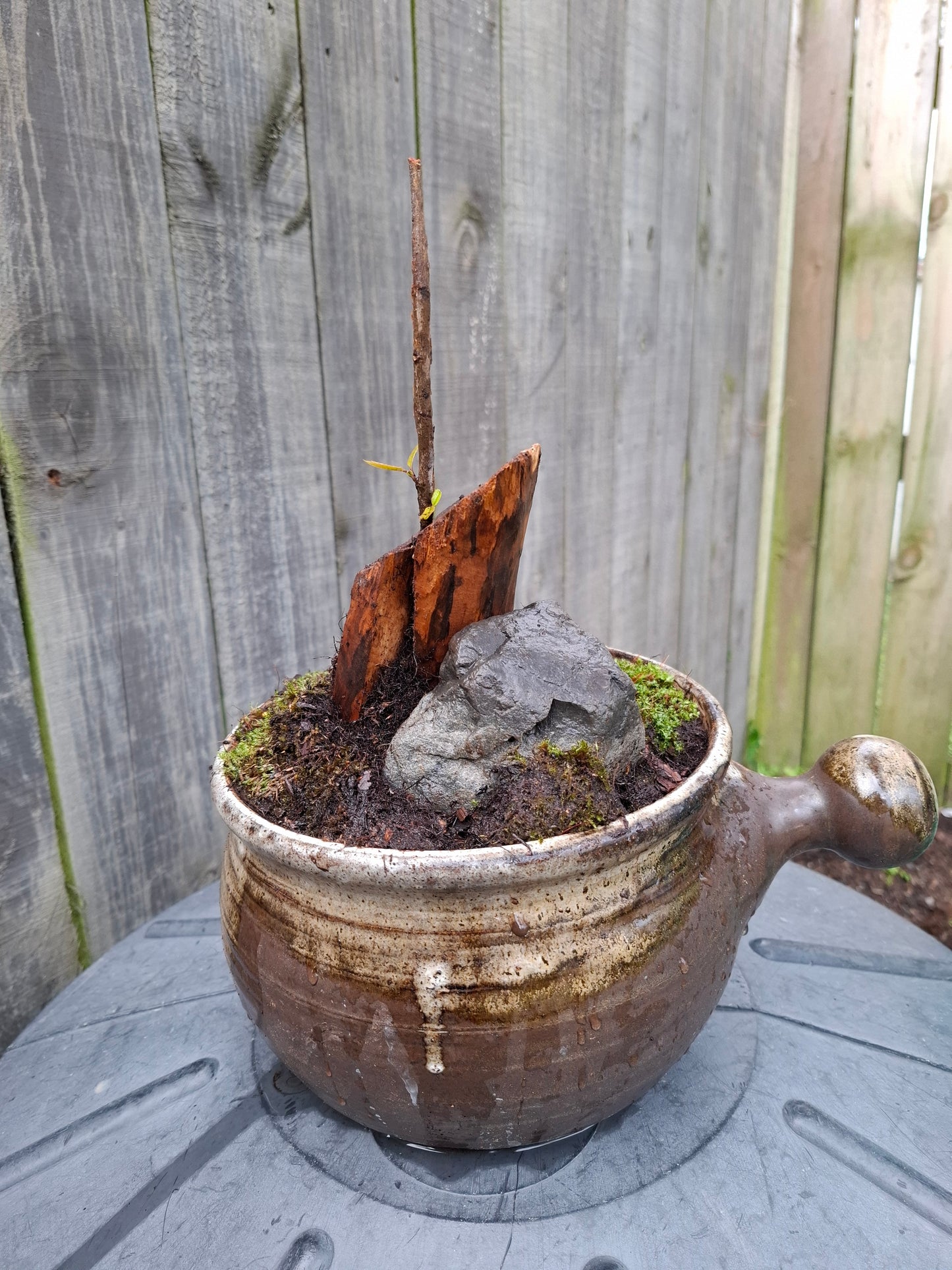 🌲🪨 Fragmented Harmony – Tanuki Bonsai in Glazed Japanese Pot