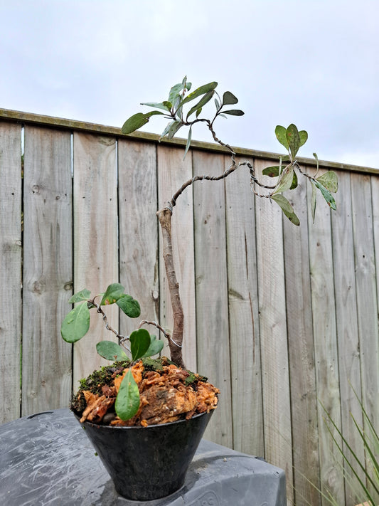 Coastal Resilience in Miniature – NZ Karo Bonsai  
Pittosporum crassifolium | Styled in Glazed Pot with Moss Mosaic
