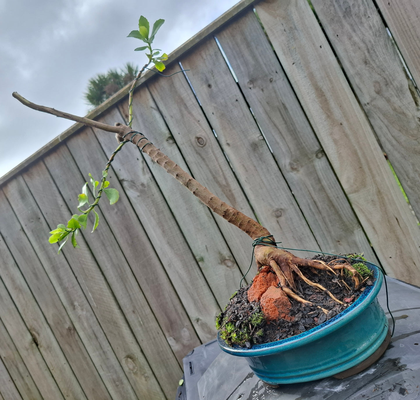 🌿 Shakan (Slanting Style) & Sekijoju (Root-Over-Rock Style) Bonsai 🌿